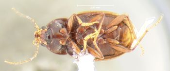Media type: image;   Entomology 35414 Aspect: habitus ventral view